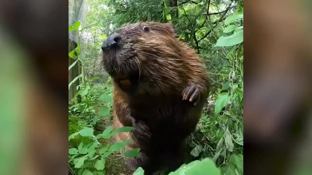 Watch these adorable beavers have brunch at the Oregon Zoo